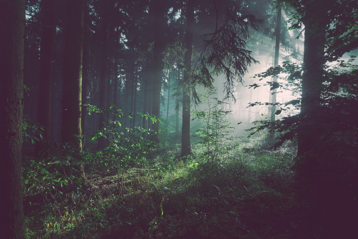 Floresta densa com raios de luz atravessando a copa das árvores