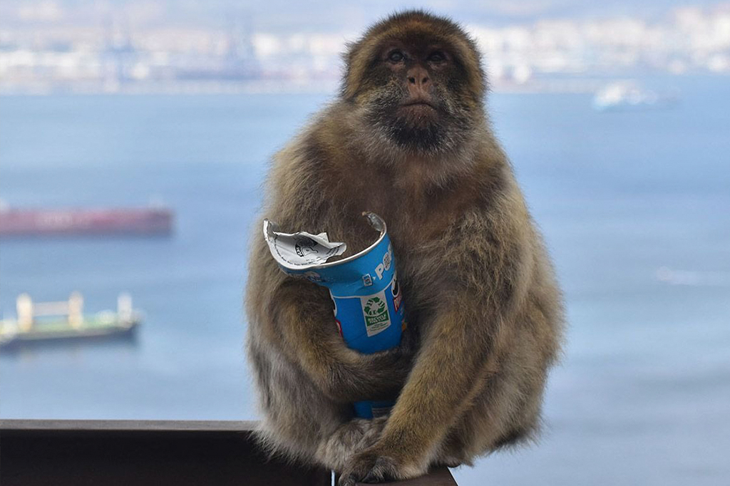 Um macaco-de-gibraltar comendo terra vermelha em Gibraltar.